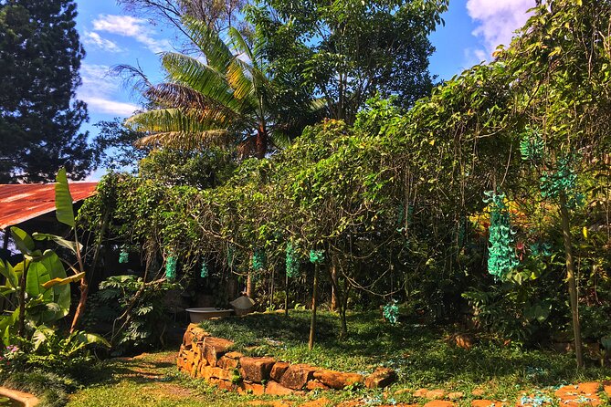 Admission to Andoke Butterfly Center in Cali with Release Ritual - Starting with Colombia in stone