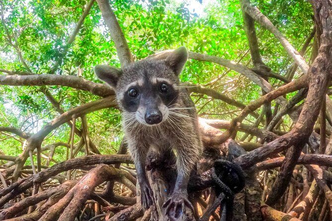 Adventure full day Isla Barú + Mangroves + Snorkel + bioluminescent plankton - What this Barú day is really like