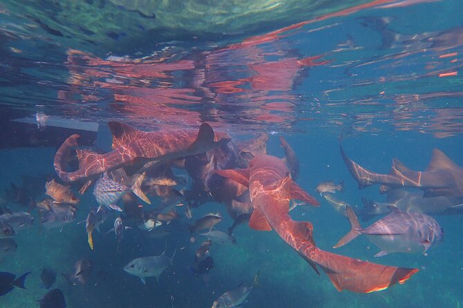 All-Inclusive Full-Day Hol Chan Snorkeling Tour - Shark Ray Alley is the headline stop