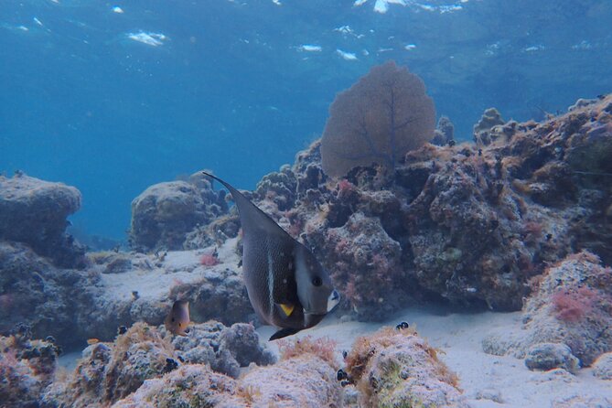 All-Inclusive Full-Day Hol Chan Snorkeling Tour - Getting to the 10 a.m. meeting point