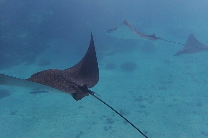 All-Inclusive Full-Day Hol Chan Snorkeling Tour - Coral Gardens and Chato’s Area add variety