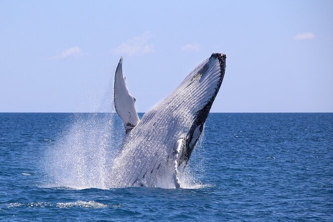 Bahía Málaga: Humpback Whale Watching in Cali - Colombia - Key points to know before booking