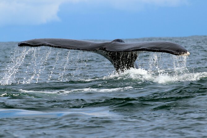 Bahía Málaga: Humpback Whale Watching in Cali - Colombia - From Cali to Colombia’s Pacific coast