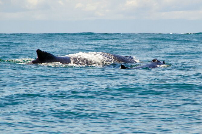 Bahía Málaga: Humpback Whale Watching in Cali - Colombia - Reaching Juanchaco by boat