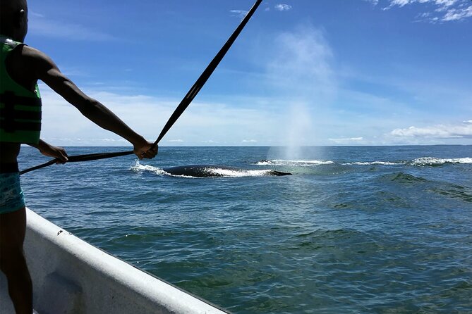 Bahía Málaga: Humpback Whale Watching in Cali - Colombia - Seven hours around Juanchaco and Bahía Málaga
