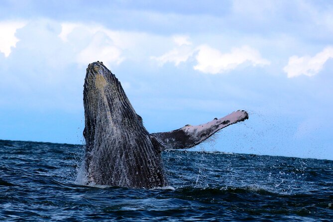 Bahía Málaga: Humpback Whale Watching in Cali - Colombia - What whale watching is really like here