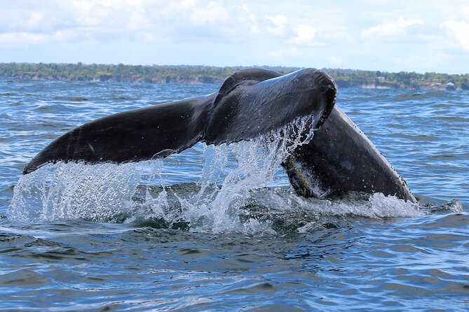 Bahía Málaga: Humpback Whale Watching in Cali - Colombia - Is $459 a fair price?