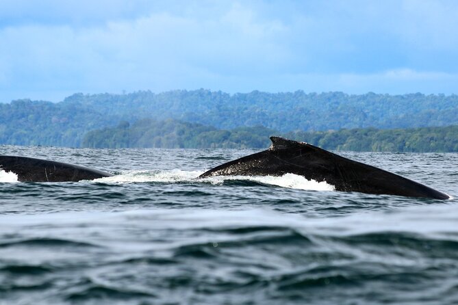 Bahía Málaga: Humpback Whale Watching in Cali - Colombia - A useful pause at Buenaventura’s Malecón