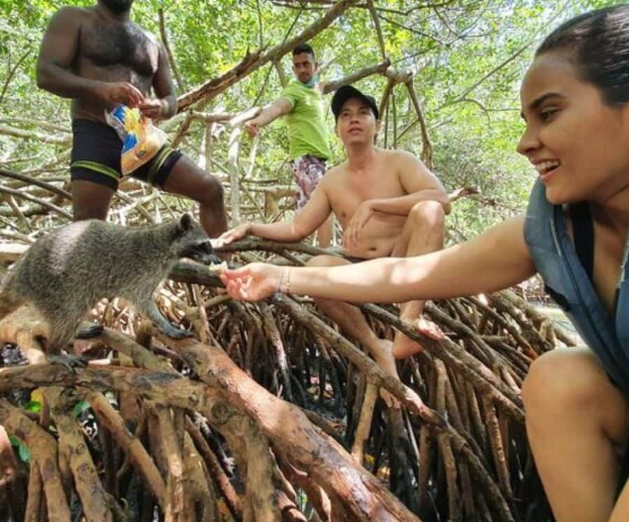 Barú: Club Freedom Beach with Mangrove and Snorkel - The mangrove visit and raccoon stop