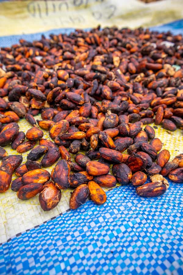Bean to Bar: Cocoa and Chocolate Workshop - What the 105-minute schedule feels like
