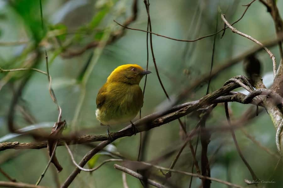Birding Medellin with expert bird-watcher (Private) - Should you book Birding Medellín with an expert?