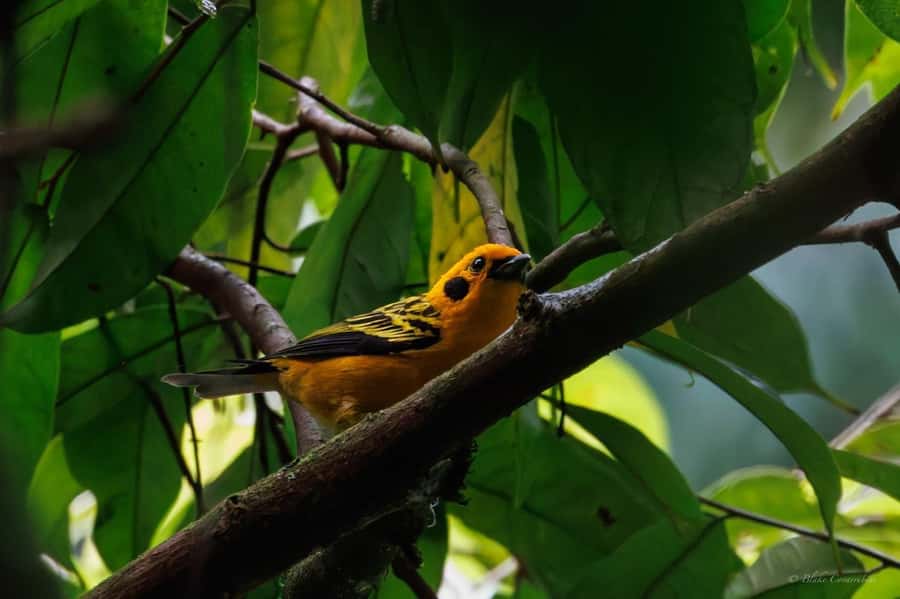Birding Medellin with expert bird-watcher (Private) - Starting at La Estrella Metro Station