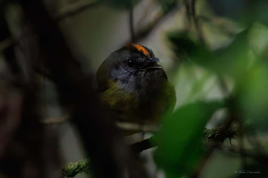 Birding Medellin with expert bird-watcher (Private) - Breakfast, coffee, snacks, and practical comfort