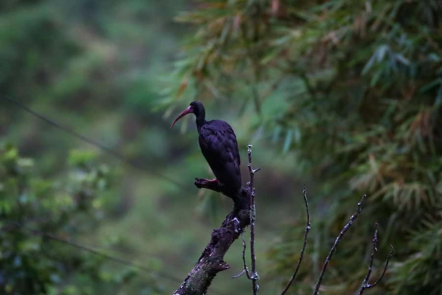 Birding Medellin with expert bird-watcher (Private) - What the $197 private price really buys