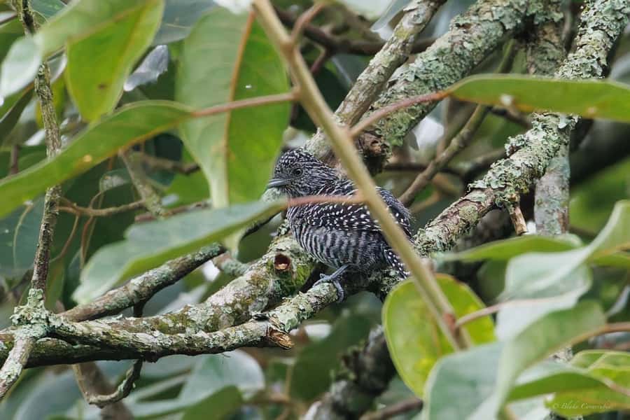 Birding Medellin with expert bird-watcher (Private) - Who will enjoy this most