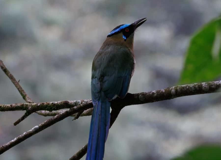 Birding Medellin with expert bird-watcher (Private) - How to prepare for a better morning