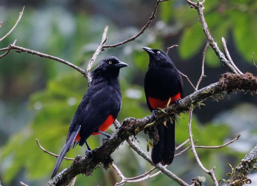 Birding Medellin with expert bird-watcher (Private) - Six hours of slow walking and careful listening