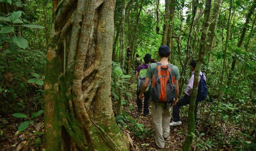 Birdwatching Day Tour at Chicaque Natural Park - Why the private format helps with birdwatching