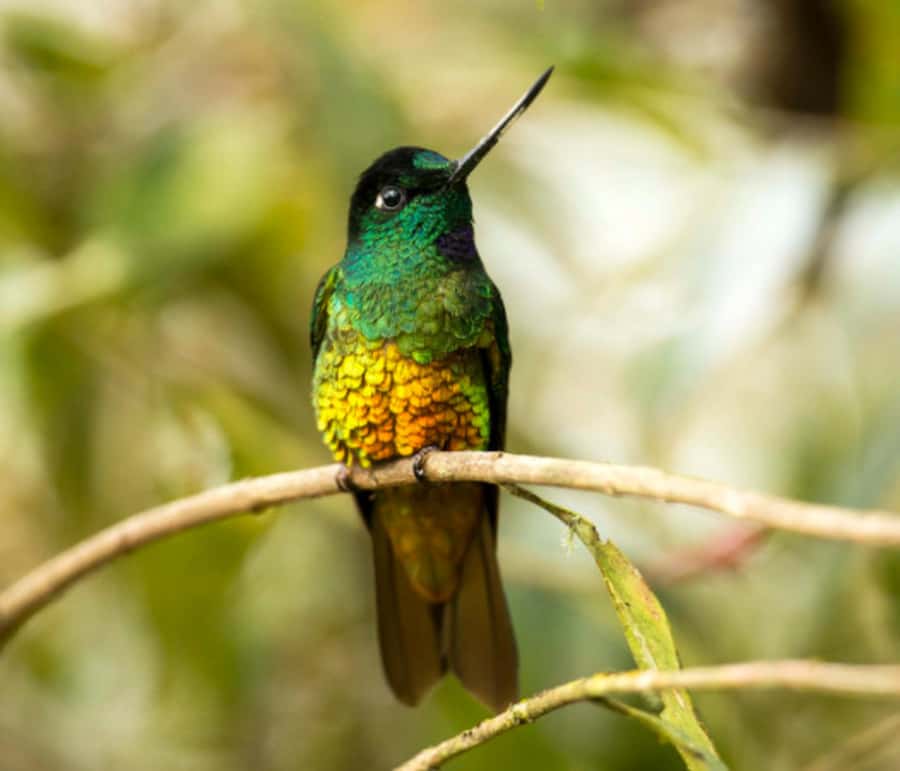 Birdwatching Day Tour at Chicaque Natural Park - What the four-hour Chicaque walk is like