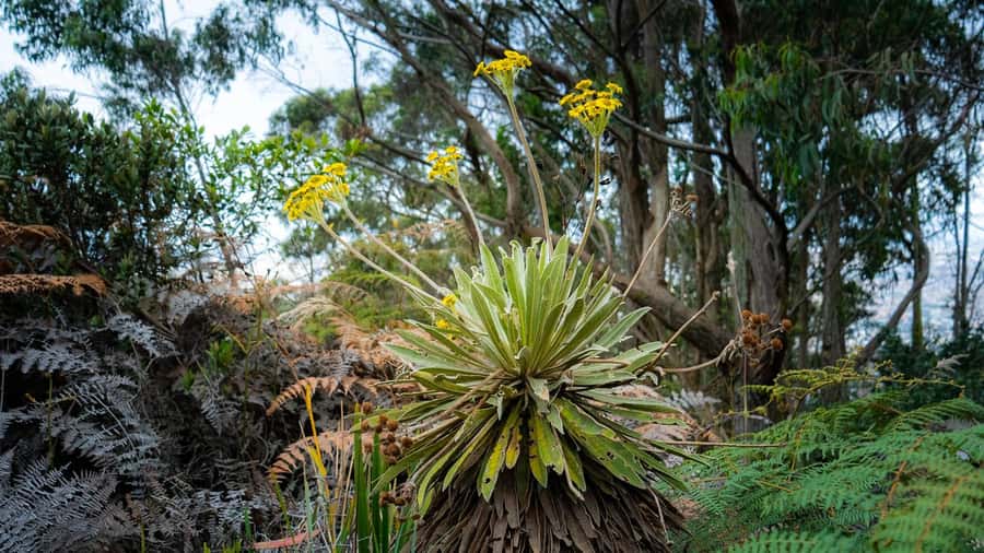 Bogota: East Hills Mountain Hike - Páramo vegetation and the ecology lesson