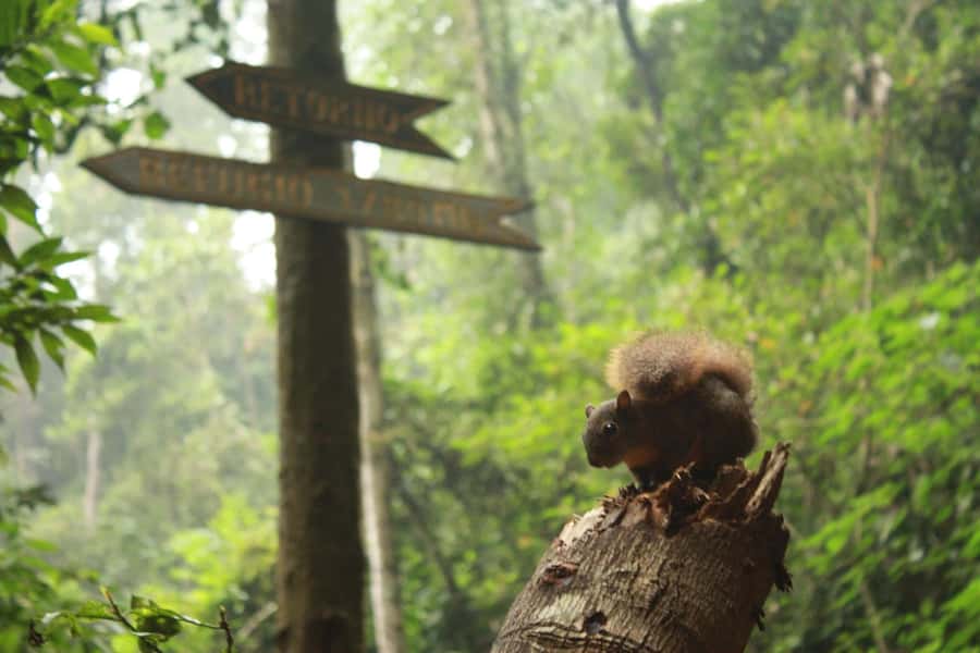 Bogota: Explore the forest and bird watching at Chicaque Natural Park - From Bogota streets to Chicaque’s cool forest