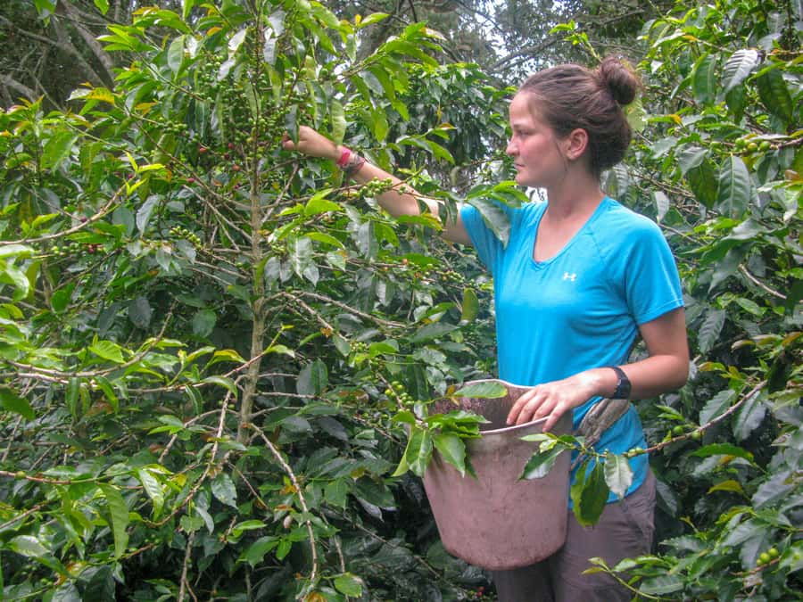 Bogotá: Guided Coffee Tour with Lunch, and Pickup & Drop-Off - Key points at a glance