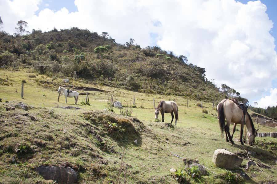 Bogota: Horseback Riding Tour - What Makes This Ride Worth Considering