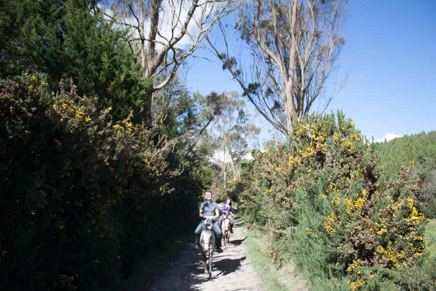 Bogota: Horseback Riding Tour - Leaving Bogotá for Cundinamarca’s High Country
