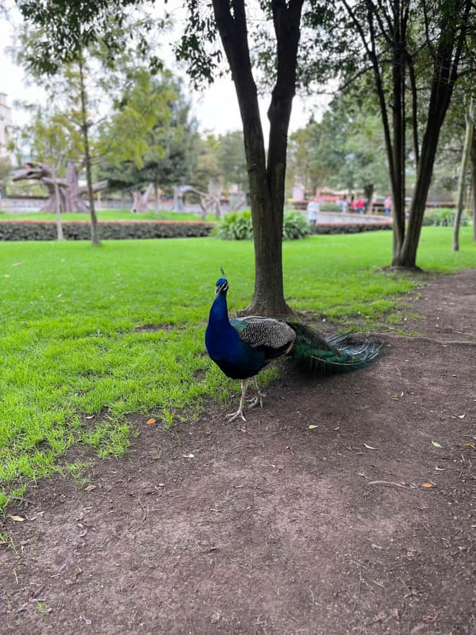 BOGOTA: Tour of Jaime Duque Park, Zoo, and Aerospace Museum - Wakatá Biopark and the animal experience