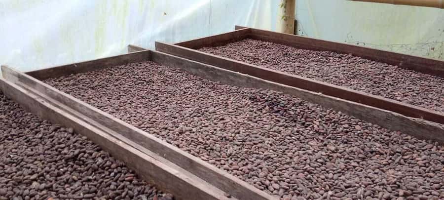 Cacao and Coffee Tour - Coffee tasting, with more than one cup