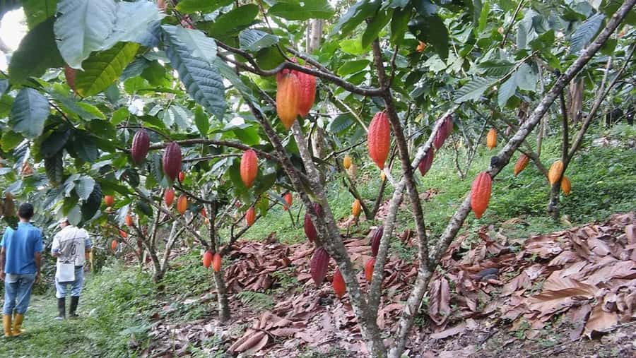 Cacao and Coffee Tour - Adding the local lunch on a morning departure
