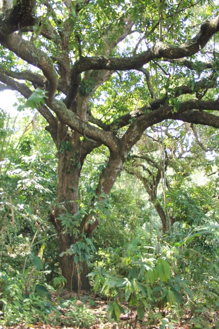Cacao Experience Tour - How hard is the hike?
