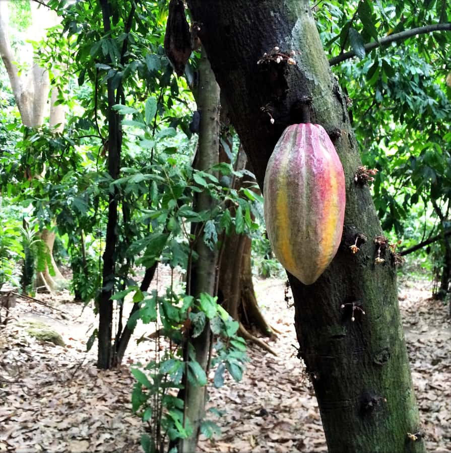 Cacao Experience Tour - Walking into Tayrona territory