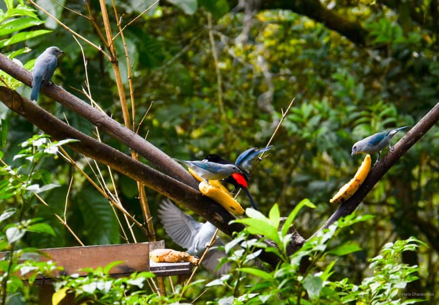 Cali: Bird Watching in The San Antonio Fog Forest - Key points to know before you go