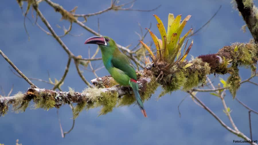 Cali: Bird Watching in The San Antonio Fog Forest - Why San Antonio Fog Forest is special for birdwatching