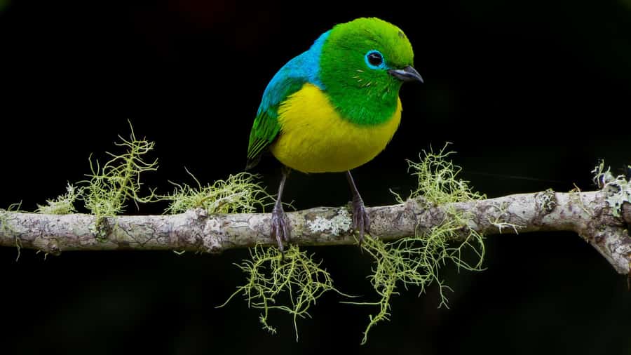 Cali: Bird Watching in The San Antonio Fog Forest - Four and a half hours among trees, mist, and birds