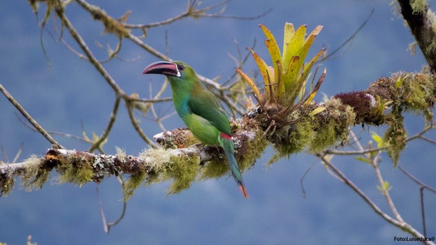 Cali: Bird Watching in The San Antonio Fog Forest - What the guide adds to the experience