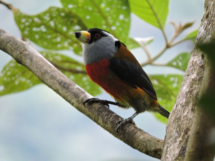 Cali: Bird Watching in The San Antonio Fog Forest - Who will get the most from this six-hour outing