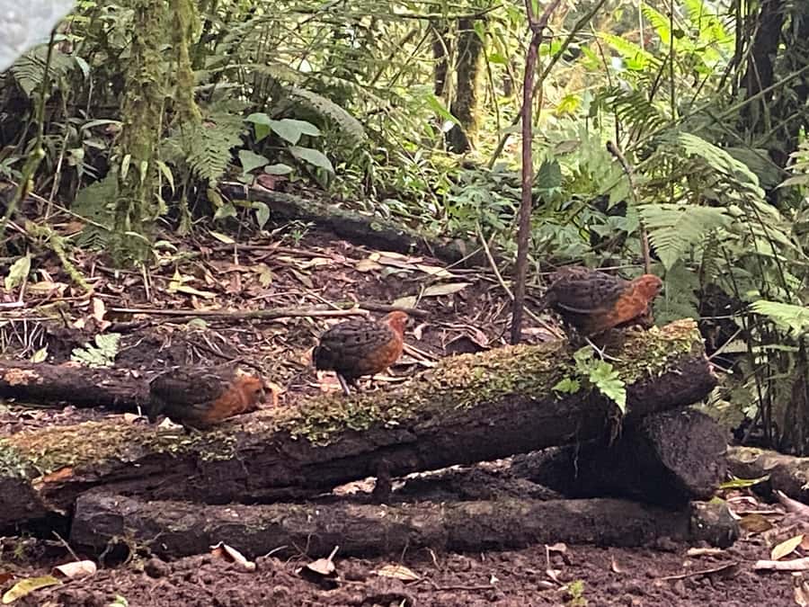 Cali: Bird Watching in The San Antonio Fog Forest - Meeting at Hotel Intercontinental Cali