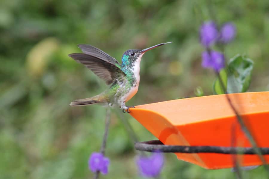 Cali: Hummingbird Watching & Photography Tour - Key points to know before booking