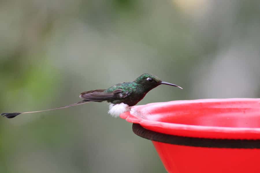 Cali: Hummingbird Watching & Photography Tour - Why this hummingbird stop feels different