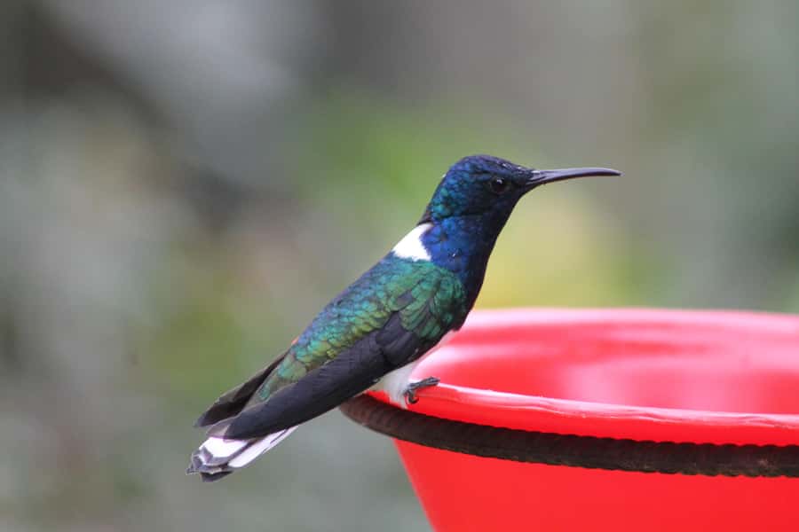 Cali: Hummingbird Watching & Photography Tour - Two hours at Finca Alejandría