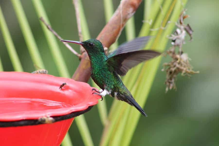Cali: Hummingbird Watching & Photography Tour - Easy viewing, with optional trails