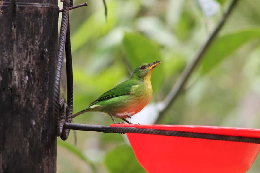 Cali: Hummingbird Watching & Photography Tour - What the mountain weather means for your visit