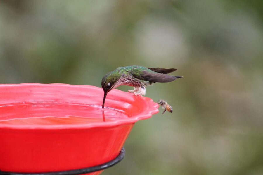 Cali: Hummingbird Watching & Photography Tour - The small extras included in the $65 price
