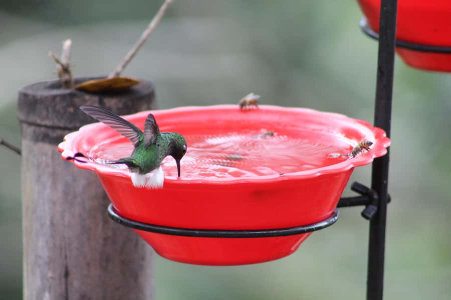 Cali: Hummingbird Watching & Photography Tour - Photography tips for a fast-moving subject
