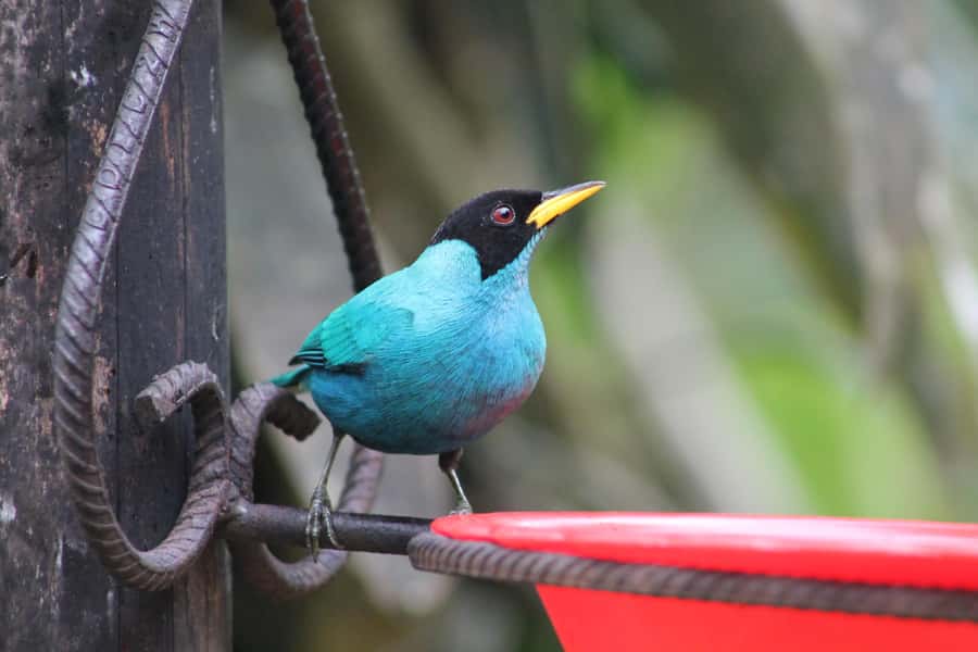 Cali: Hummingbird Watching & Photography Tour - Choosing between a relaxed visit and a more active one