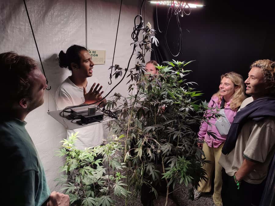 CANNABIS EXPERIENCE - Drying and curing, the final steps