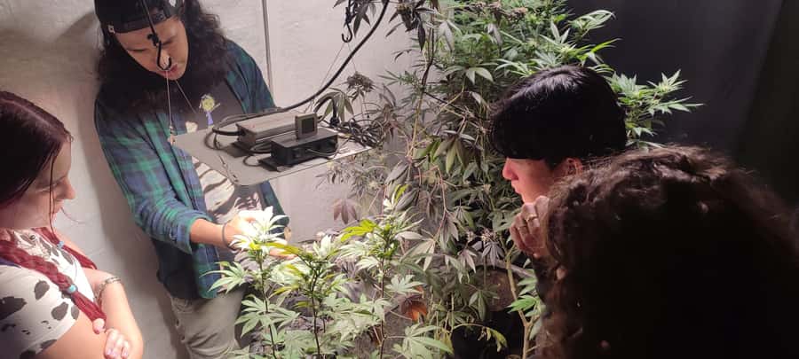 CANNABIS EXPERIENCE - The 420 terrace, natural setting, and local touches