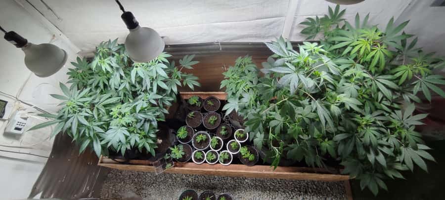 CANNABIS EXPERIENCE - English, Spanish, and a group of five